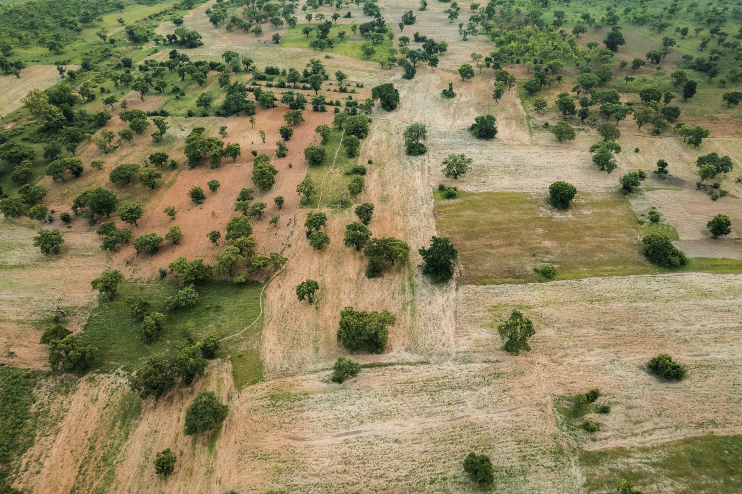 Shea-Landschaft in Ghana