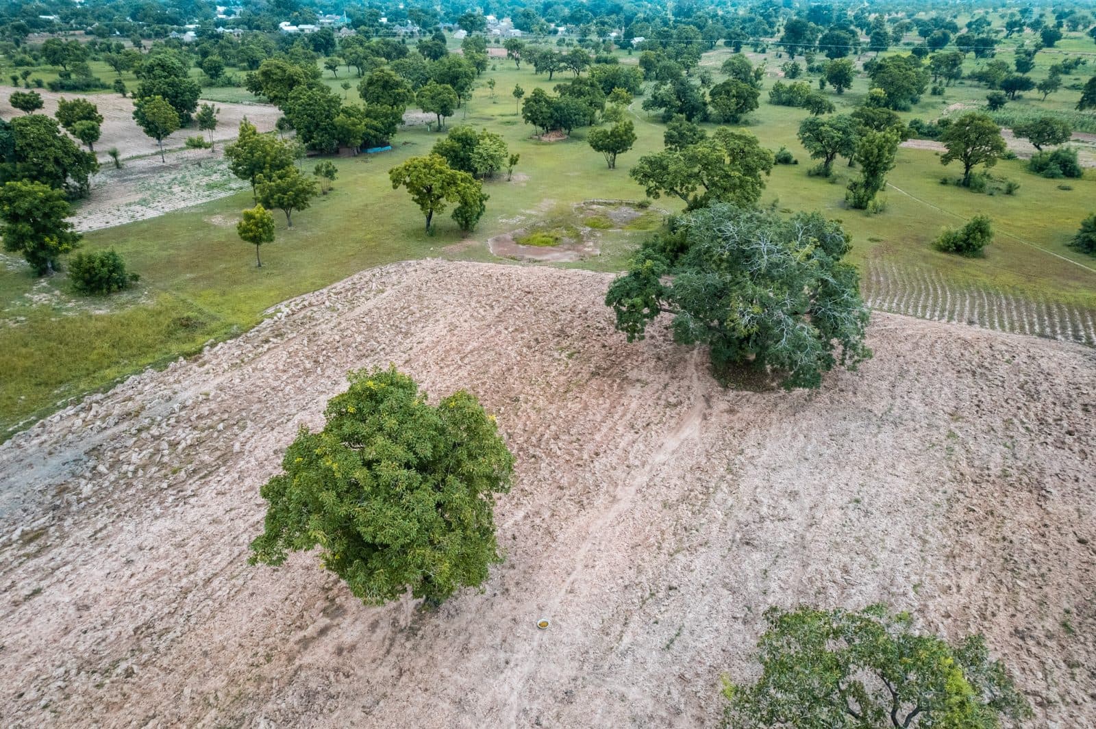Shea-Bäume in Ghana